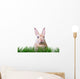 Ostern Hase Karte Wall Decal
