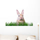 Ostern Hase Karte Wall Decal