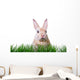 Ostern Hase Karte Wall Decal