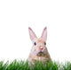 Ostern Hase Karte Wall Decal