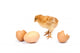 Beautiful Little Chicken Egg Wall Decal
