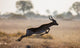 Antelope Running across Savannah Wall Decal