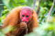 Bald Uakari Monkey Wall Decal