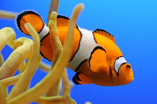 Nemo Wall Decal
