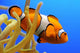 Nemo Wall Decal