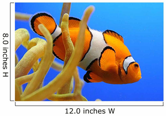 Nemo Wall Decal
