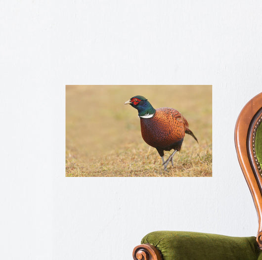 Pheasant Wall Decal
