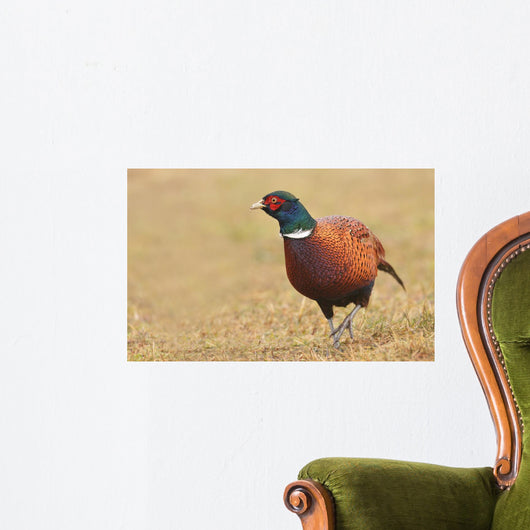 Pheasant Wall Decal