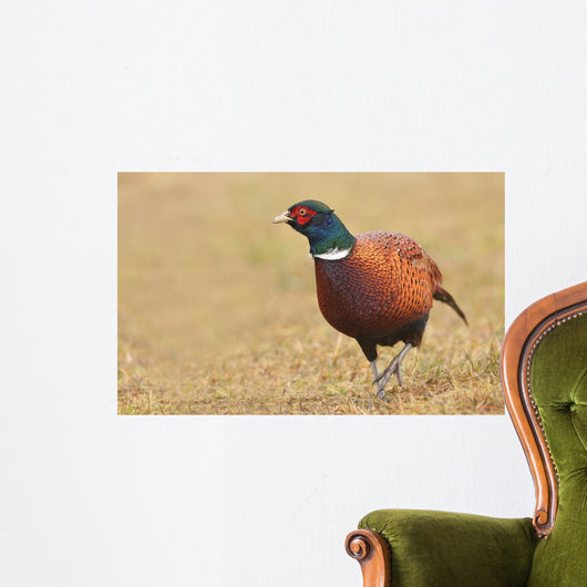 Pheasant Wall Decal