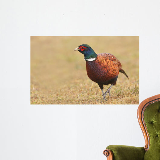 Pheasant Wall Decal