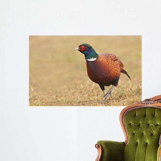 Pheasant Wall Decal