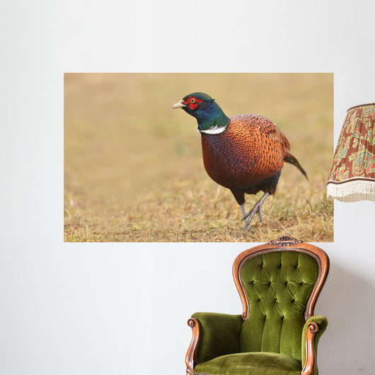 Pheasant Wall Decal