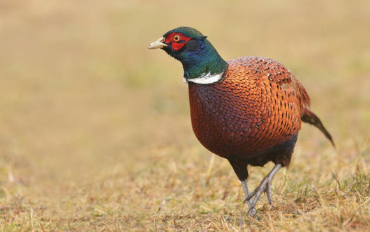 Pheasant Wall Decal