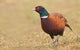 Pheasant Wall Decal