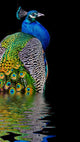 Peacock Dark Wall Decal