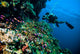 Diver Photo Video Seafan Wall Decal
