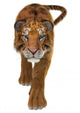 Tiger Wall Decal Design 2