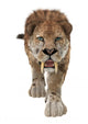 Big Cat Smilodon Wall Decal Design 4