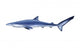 Blue Shark Tintorera Wall Decal