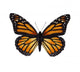 Monarch Butterfly Wall Decal