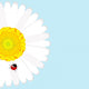 Ladybird Daisy Flower over Wall Decal