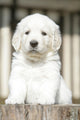 Chiot Golden Retriever Wall Decal