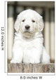 Chiot Golden Retriever Wall Decal
