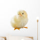 Little Chicken Wall Decal Design 2