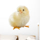 Little Chicken Wall Decal Design 2