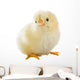 Little Chicken Wall Decal Design 2