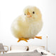 Little Chicken Wall Decal Design 2