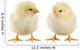 Little Chicken Wall Decal Design 1