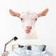 Portrait Goat Showing Tongue Wall Decal