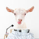 Portrait Goat Showing Tongue Wall Decal