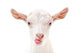 Portrait Goat Showing Tongue Wall Decal