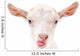 Portrait Goat Showing Tongue Wall Decal