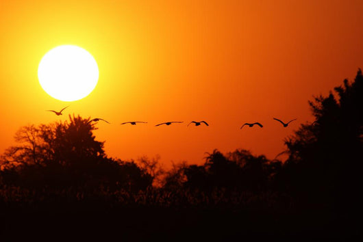 Ganse Fliegen Den Sonnenuntergang Wall Decal
