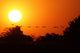Ganse Fliegen Den Sonnenuntergang Wall Decal