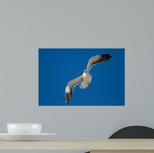 Lone Black Back Gull Wall Decal
