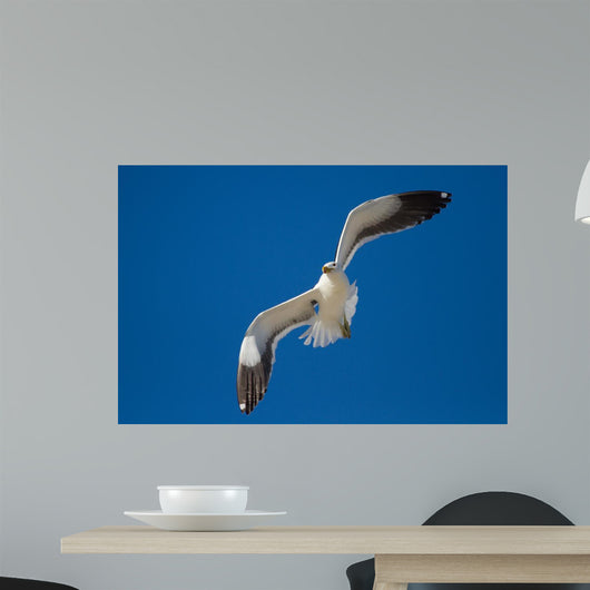Lone Black Back Gull Wall Decal