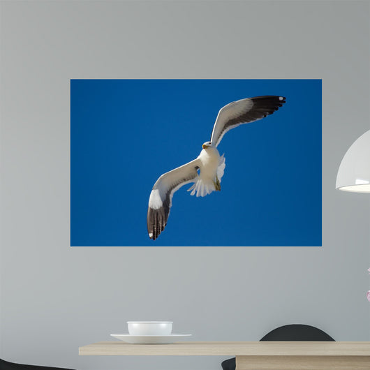 Lone Black Back Gull Wall Decal