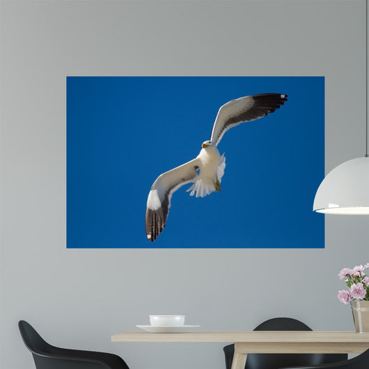 Lone Black Back Gull Wall Decal