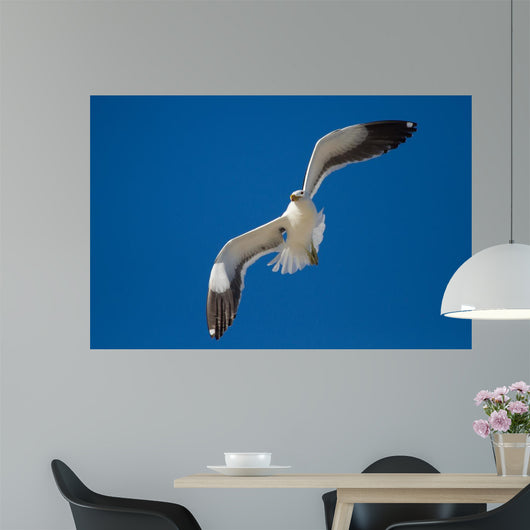Lone Black Back Gull Wall Decal