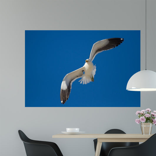 Lone Black Back Gull Wall Decal