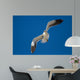 Lone Black Back Gull Wall Decal