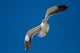 Lone Black Back Gull Wall Decal