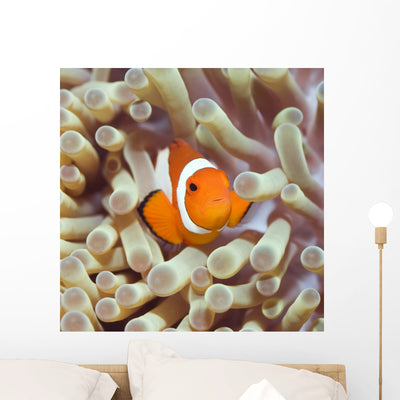 Tropical Fish Clownfish Wall Decal shown on a wall