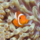 Tropical Fish Clownfish Wall Decal