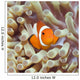 Tropical Fish Clownfish Wall Decal