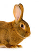 Rabbit Wall Decal